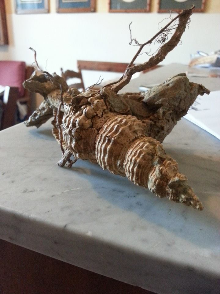 Un pezzo veramente particolare